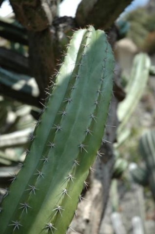 Stenocereus_queretaroensis